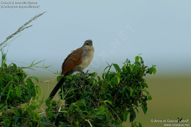 Coucal à sourcils blancsadulte