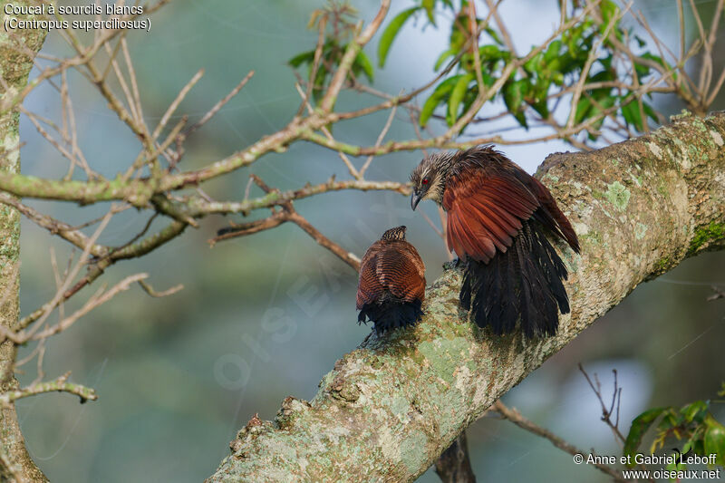 Coucal à sourcils blancs