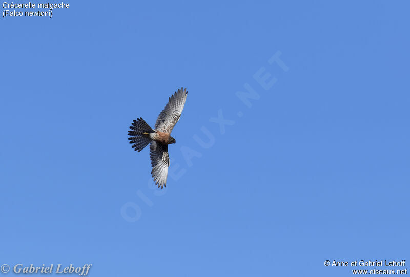 Malagasy Kestrel