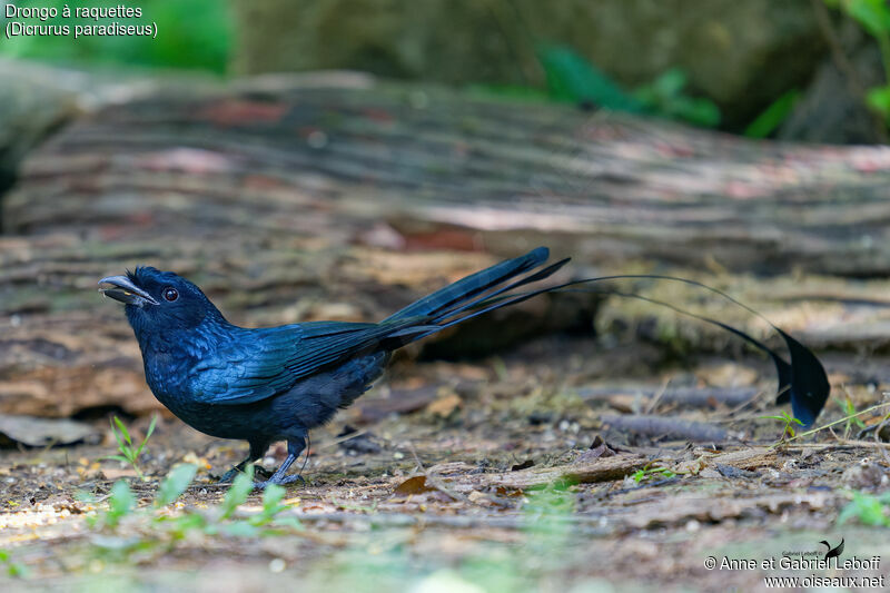 Drongo à raquettes