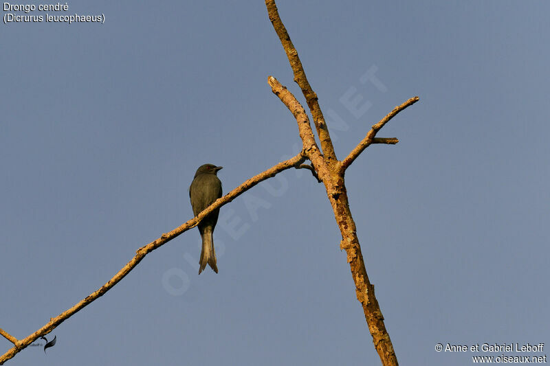 Drongo cendré