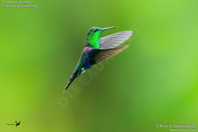 Crowned Woodnymph male