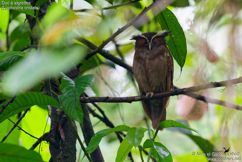 Crested Owladult