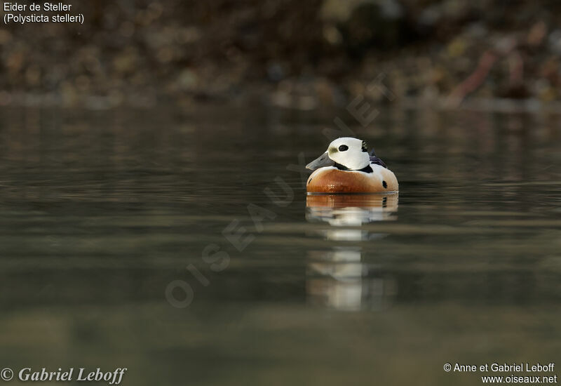 Eider de Steller mâle