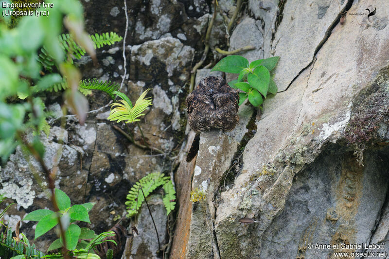 Lyre-tailed Nightjar female adult