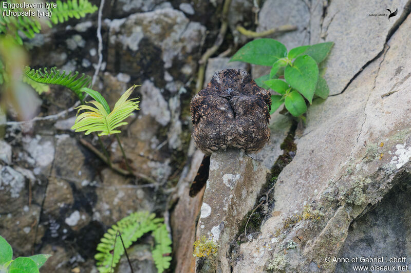 Lyre-tailed Nightjar female adult