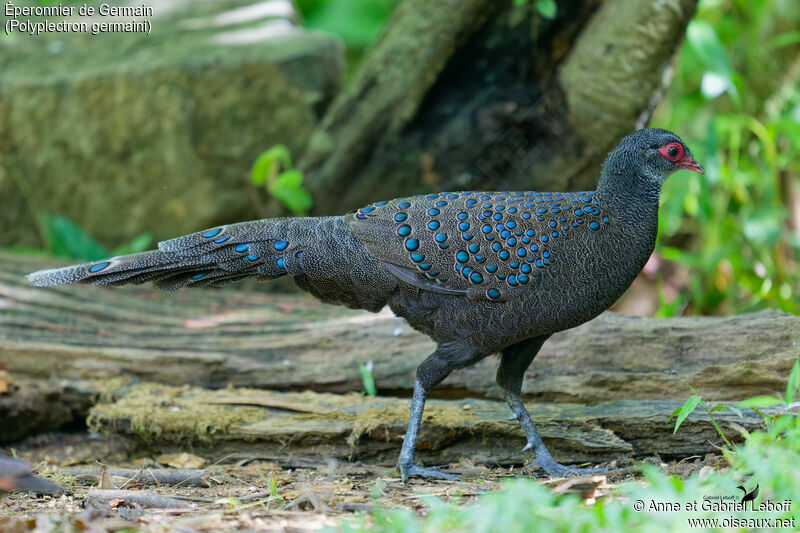 Germain's Peacock-Pheasant