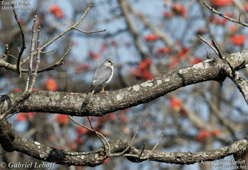 Shikra