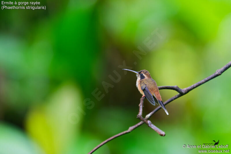 Stripe-throated Hermit