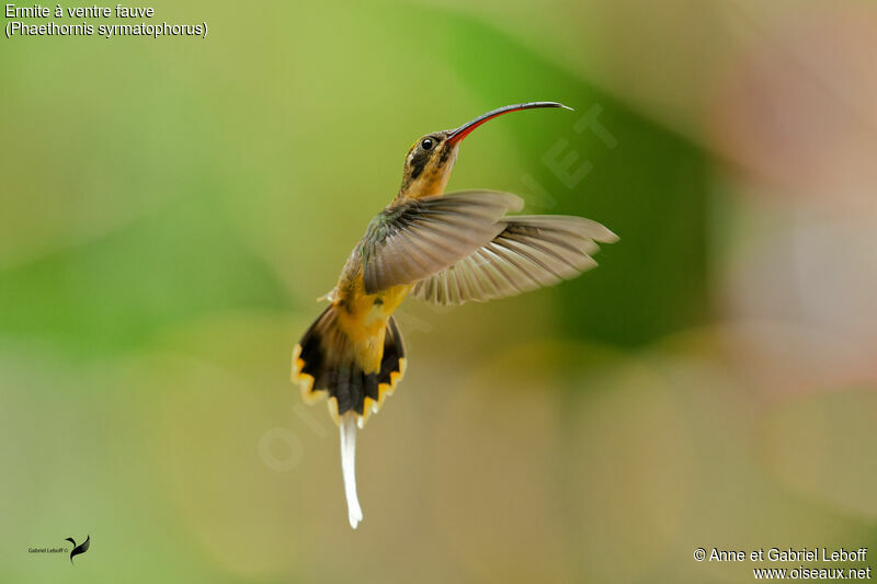 Tawny-bellied Hermitadult