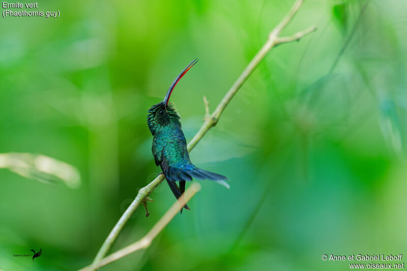 Green Hermit male adult