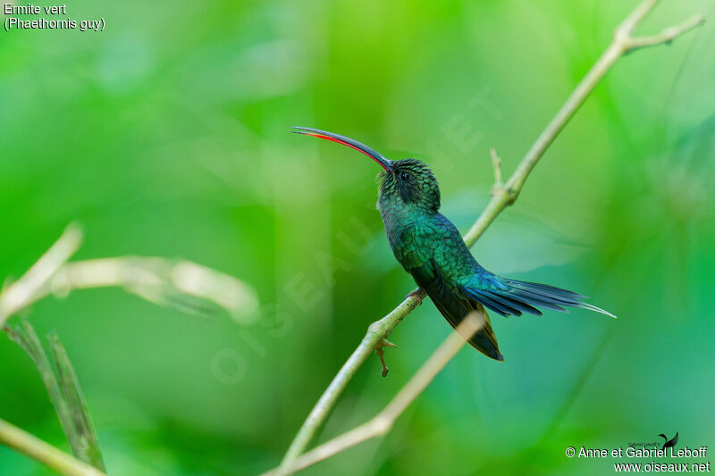 Green Hermit male