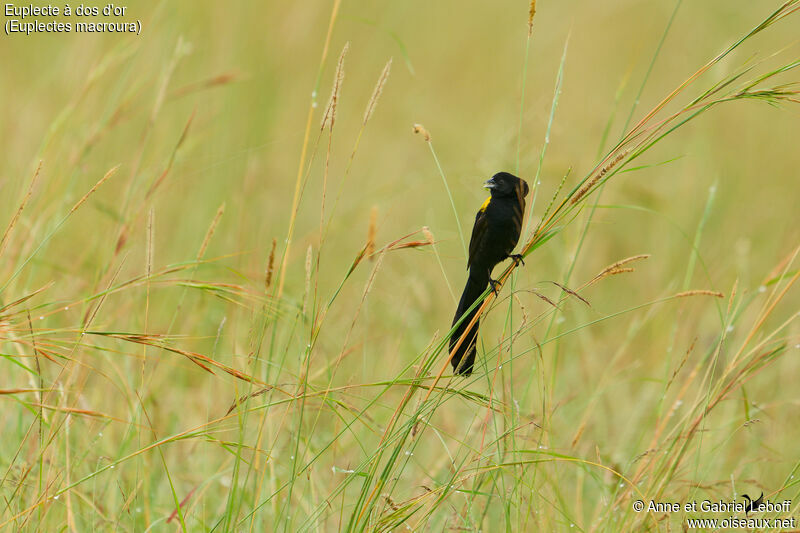 Yellow-mantled Widowbird male adult