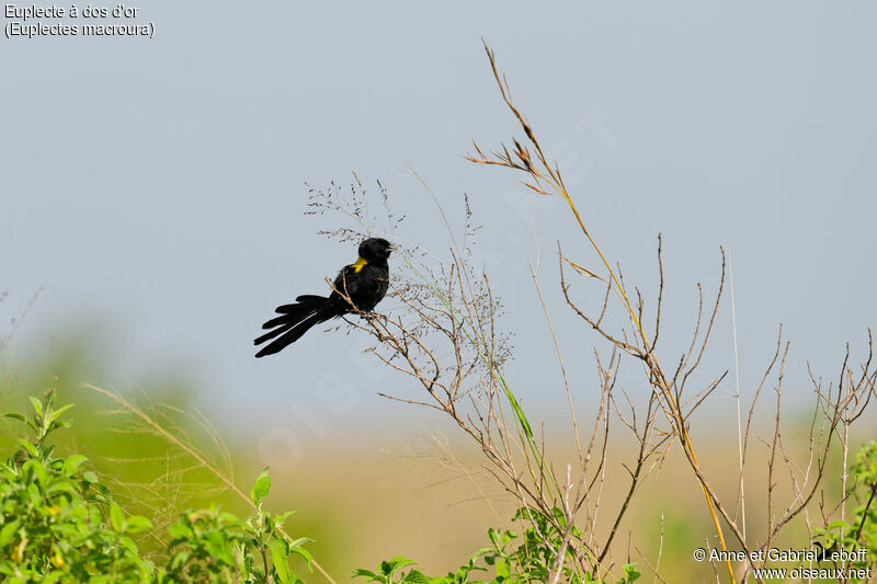 Yellow-mantled Widowbird male adult