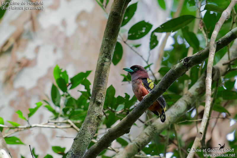 Banded Broadbill female