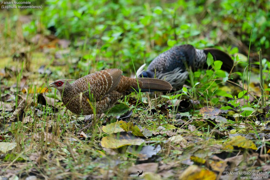 Faisan leucomèle femelle