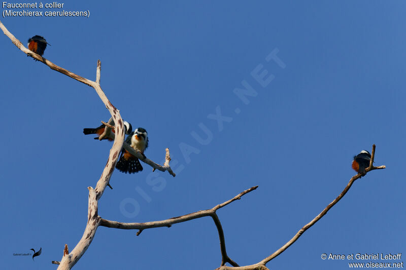 Collared Falconet