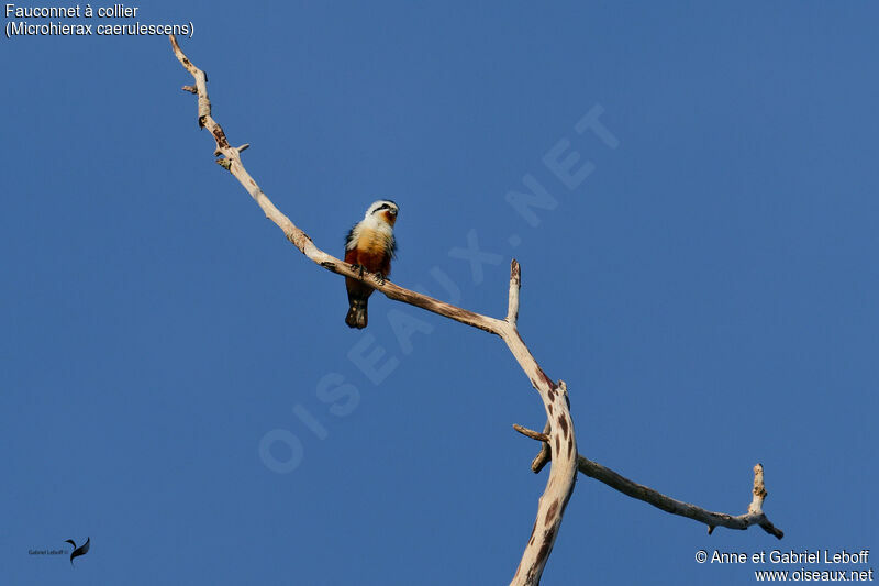 Collared Falconet