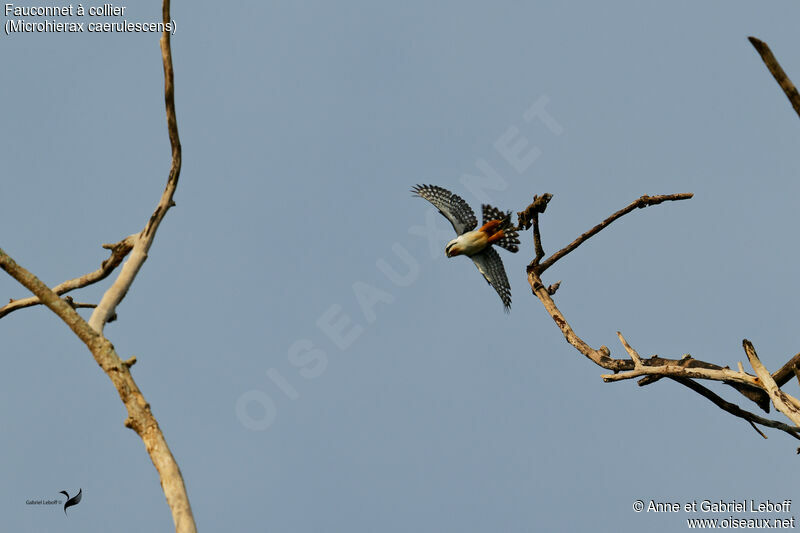 Collared Falconet, Flight