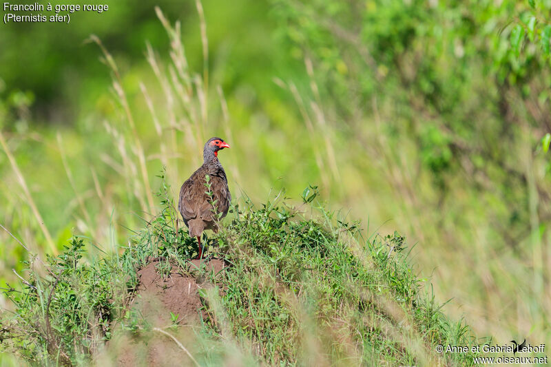 Red-necked Spurfowl male adult