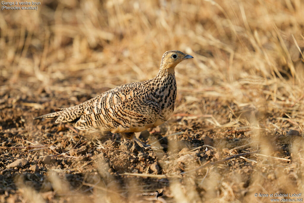 Ganga à ventre brun femelle