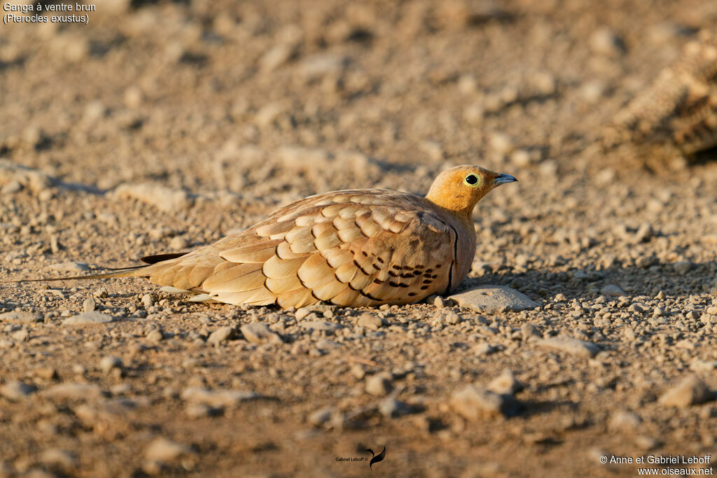 Ganga à ventre brun mâle