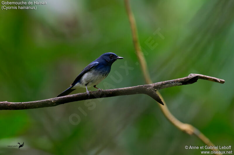 Hainan Blue Flycatcher male