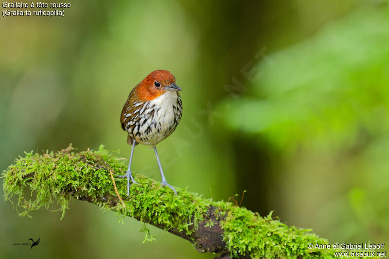 Chestnut-crowned Antpittaadult