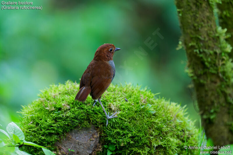 Bicolored Antpitta