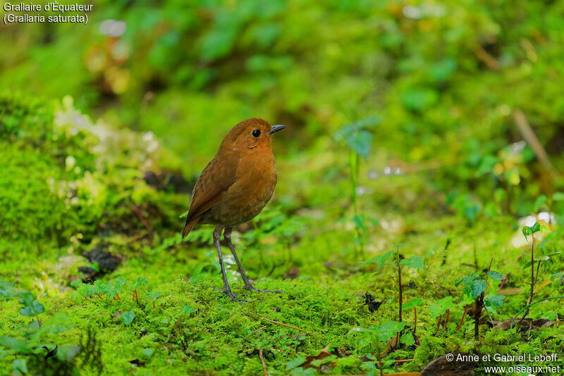 Equatorial Antpittaadult