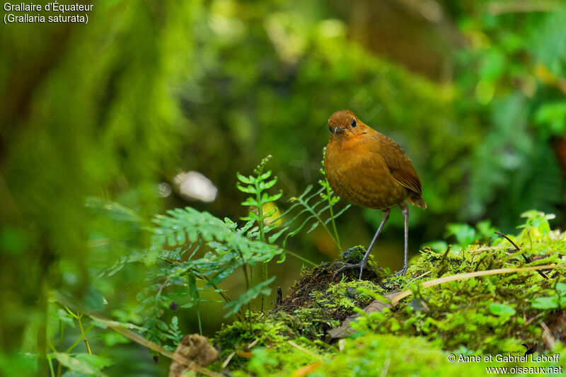 Equatorial Antpittaadult