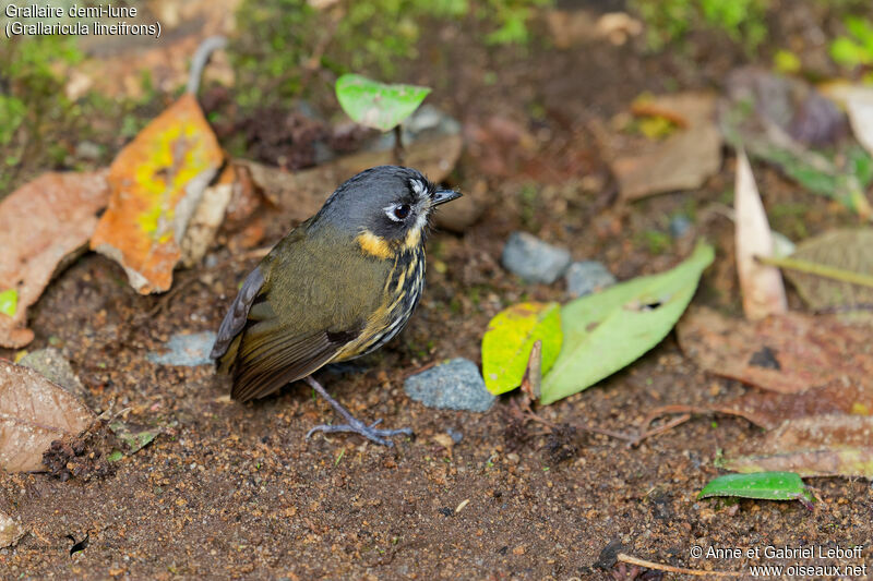 Crescent-faced Antpittaadult