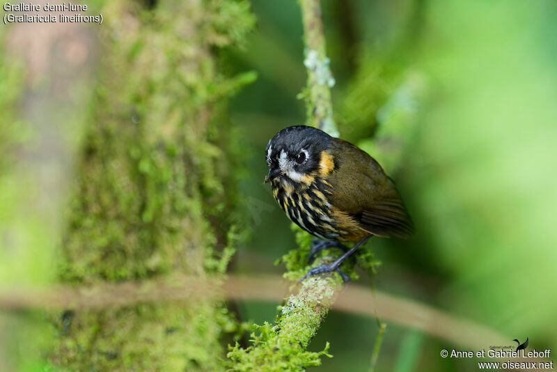 Crescent-faced Antpittaadult