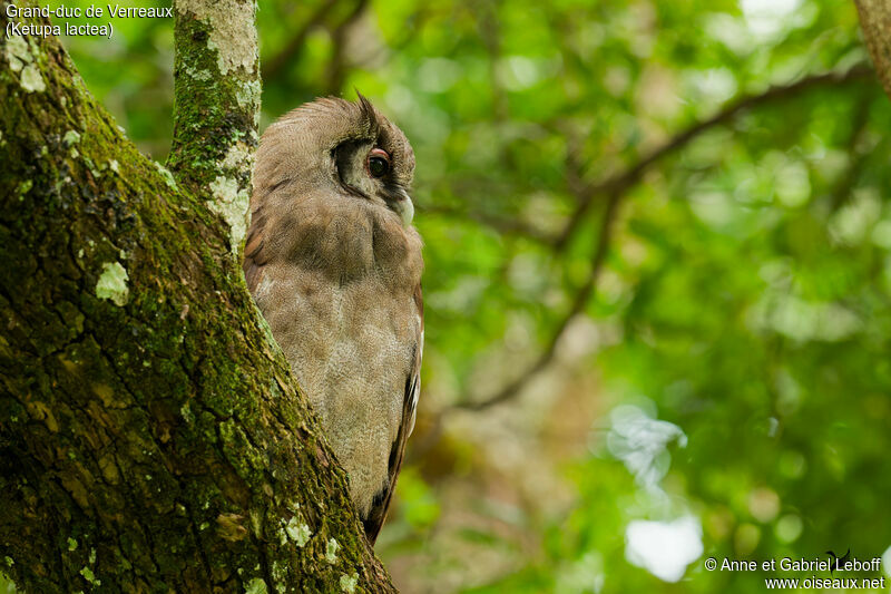 Verreaux's Eagle-Owladult