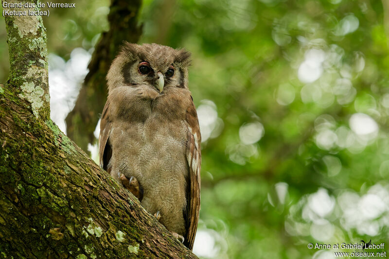 Verreaux's Eagle-Owladult