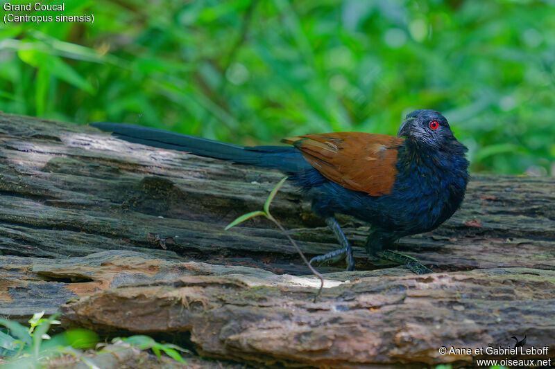 Grand Coucal