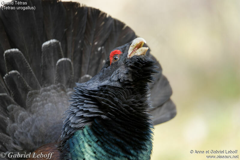 Western Capercaillie male