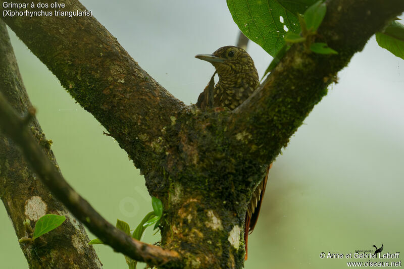 Olive-backed Woodcreeper