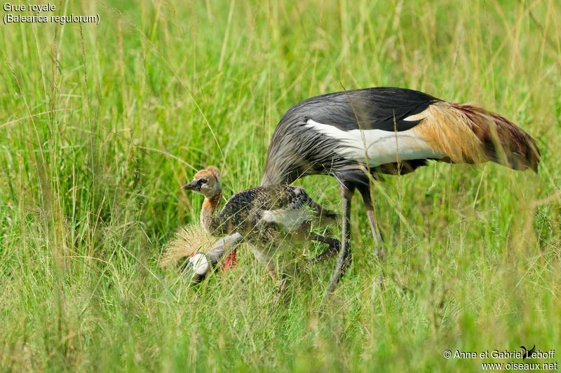 Grey Crowned Crane