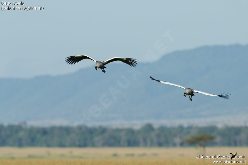 Grey Crowned Craneadult, Flight