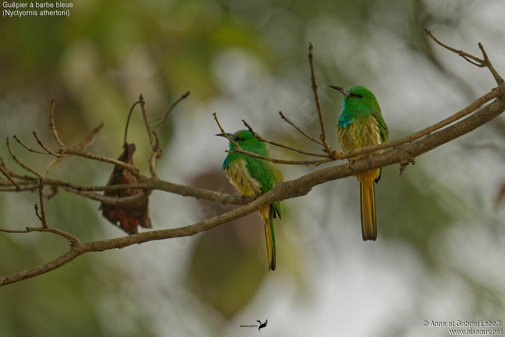 Guêpier à barbe bleue