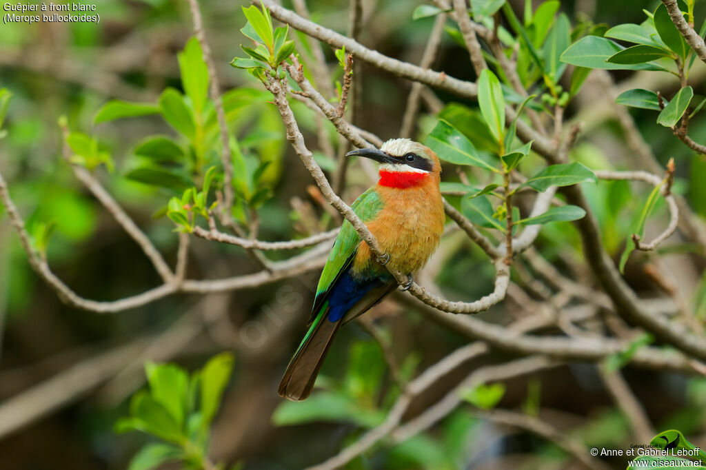 Guêpier à front blanc