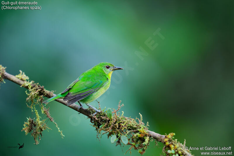 Green Honeycreeper female