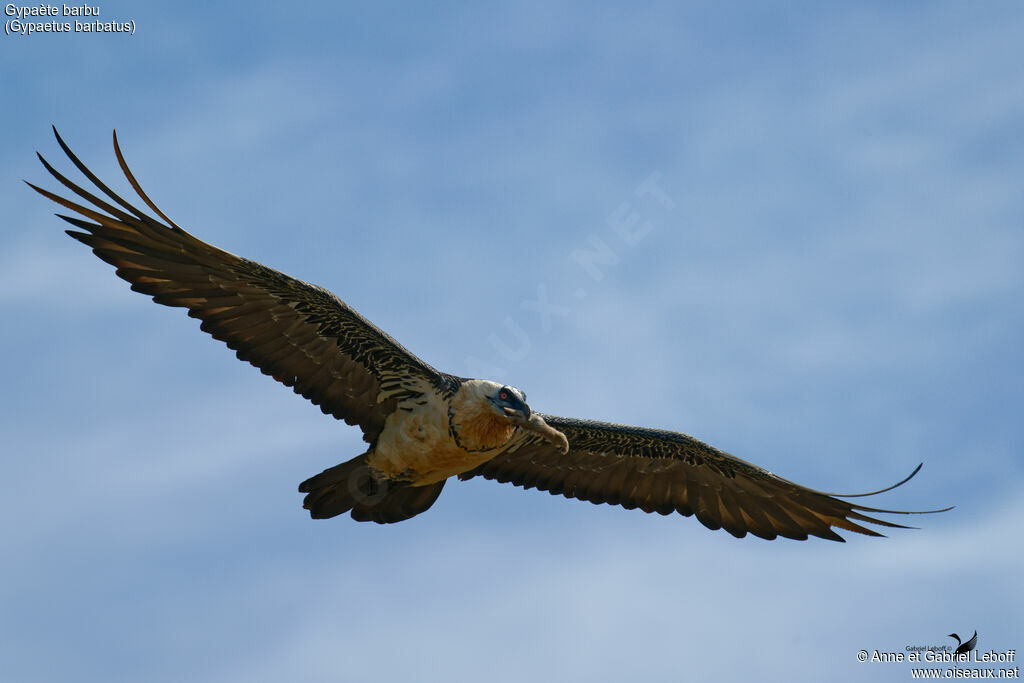 Gypaète barbu