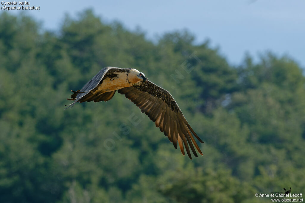 Gypaète barbu