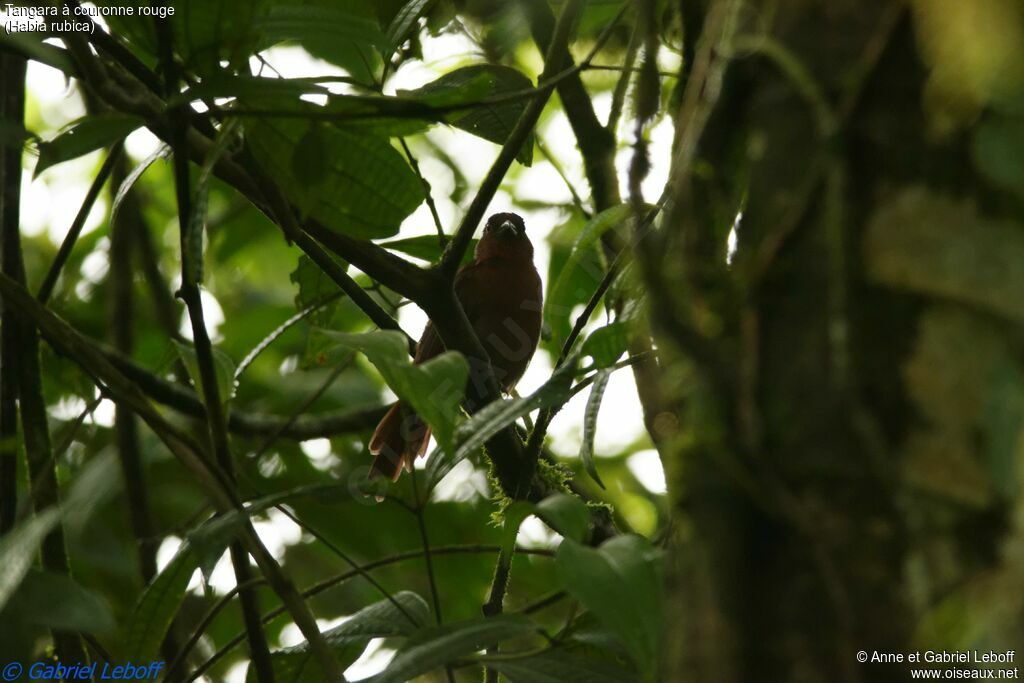 Habia à couronne rouge