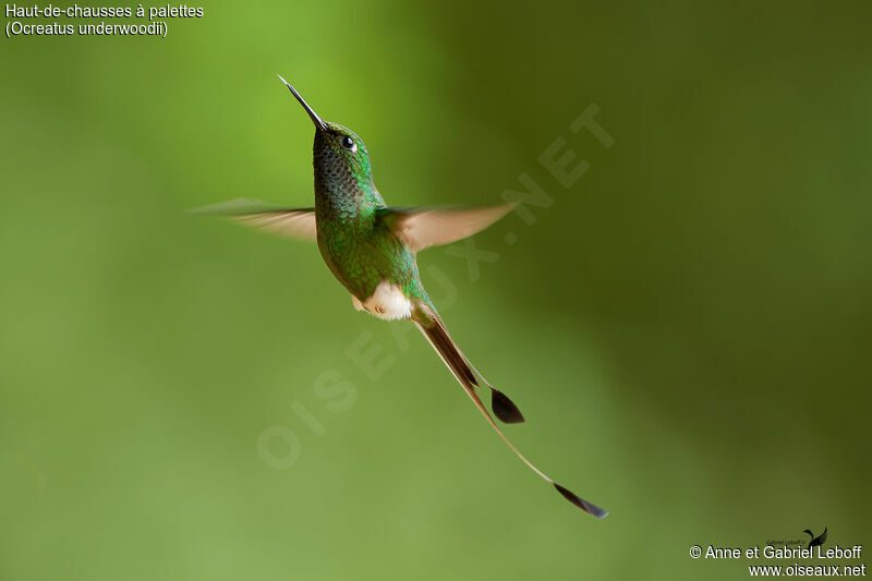 White-booted Racket-tail male