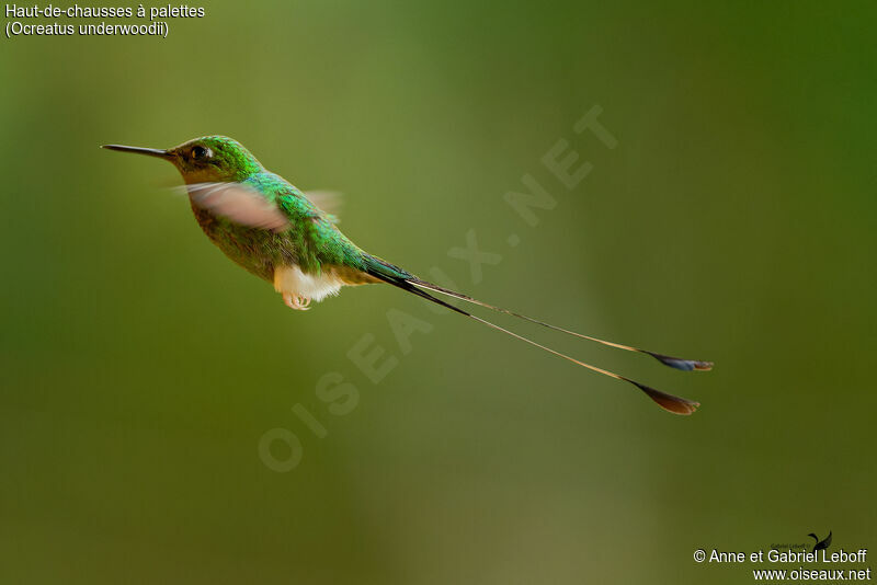 White-booted Racket-tail male