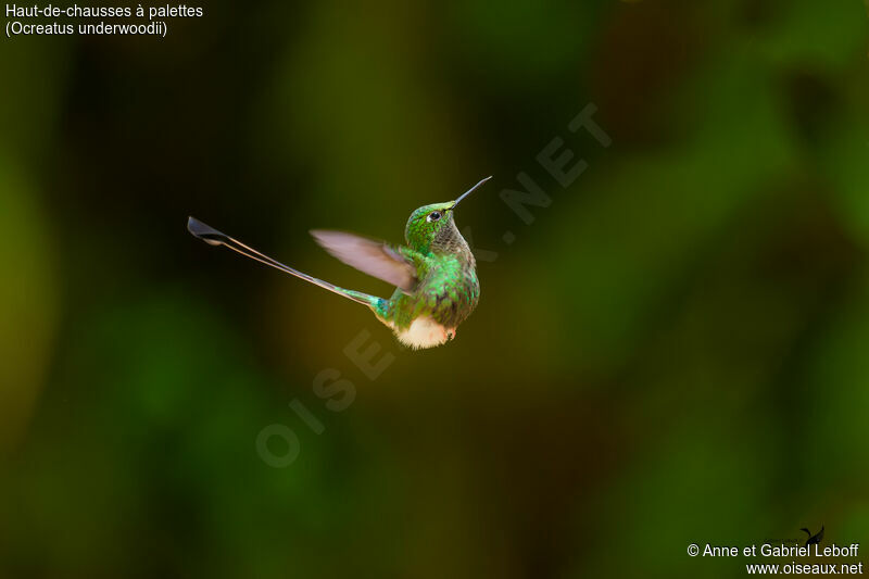 White-booted Racket-tail male adult