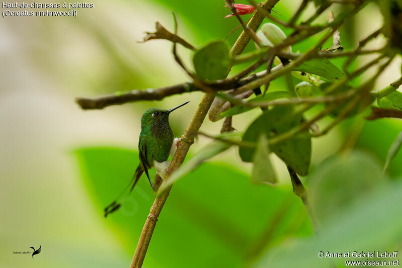 White-booted Racket-tail male adult